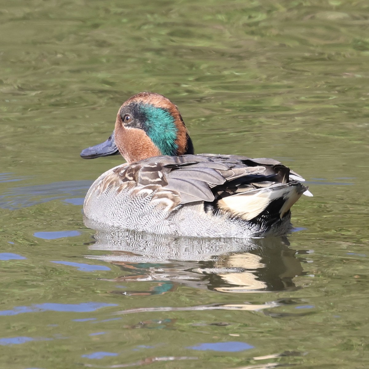 Green-winged Teal - ML644422358