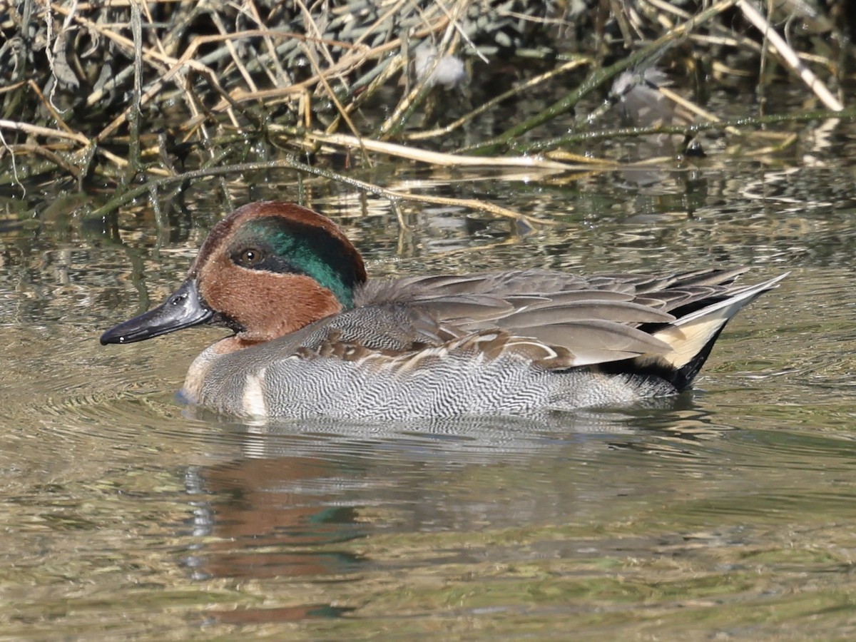 Green-winged Teal - ML644422359