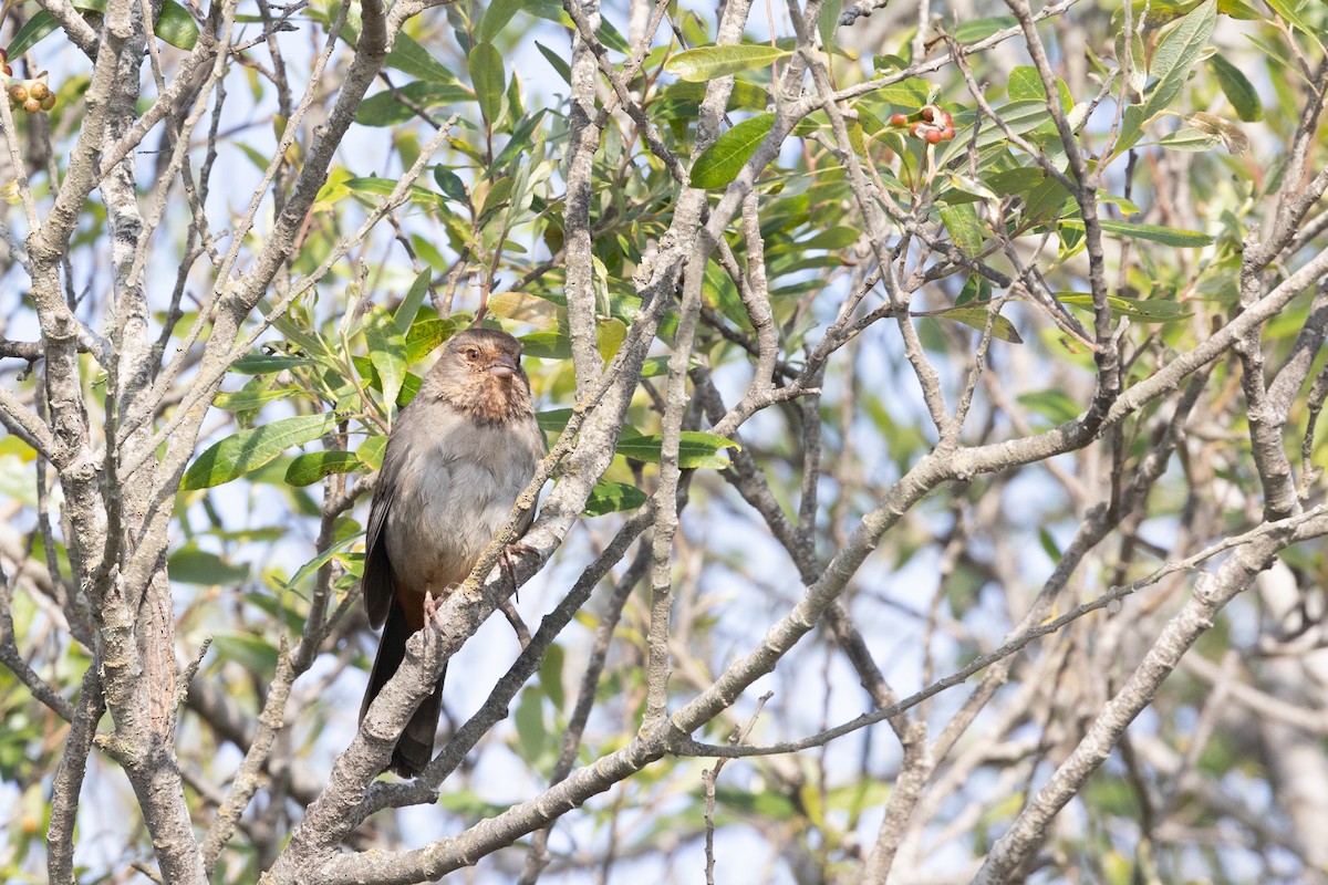 California Towhee - ML644422362