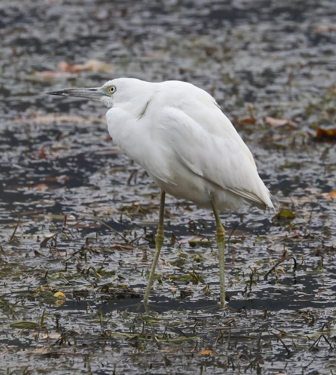 Little Blue Heron - ML644422365