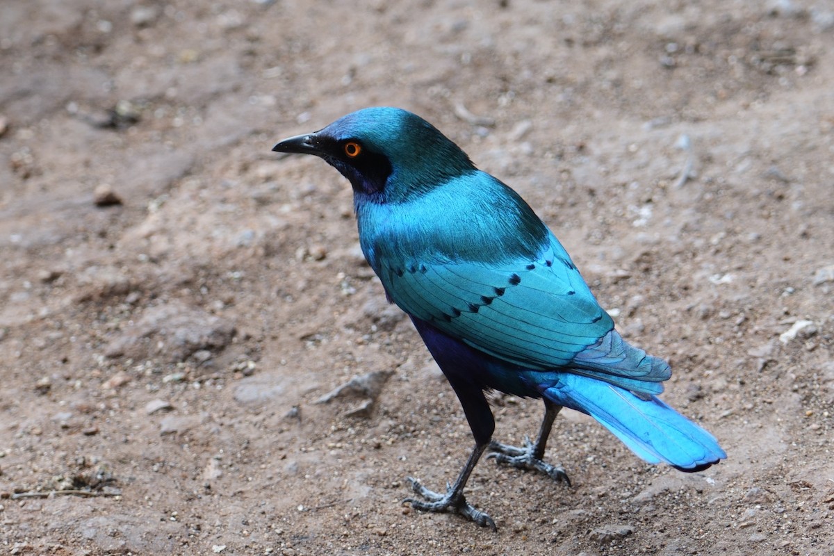 Greater Blue-eared Starling - ML644422367