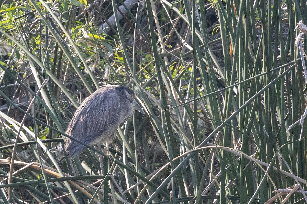 אנפת לילה צהובת-כיפה - ML644422371