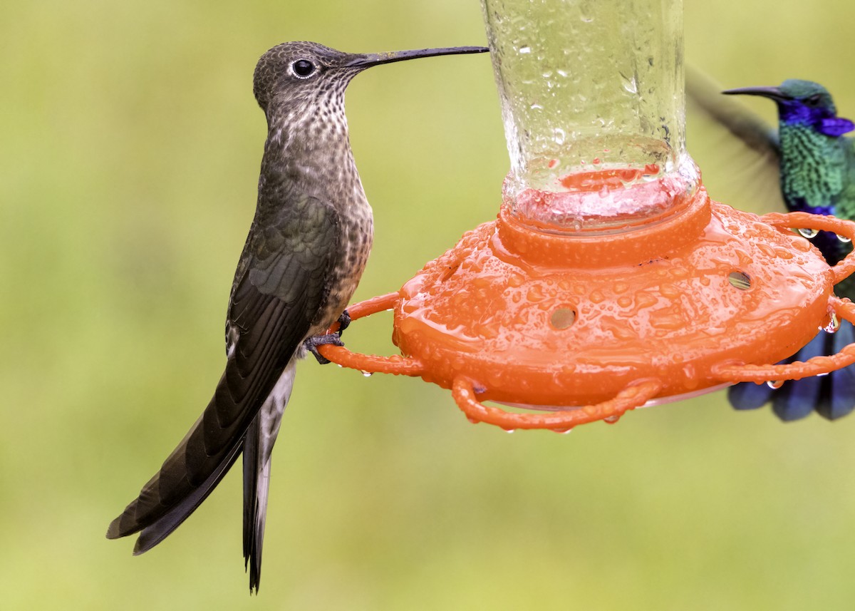 Giant Hummingbird - ML644422372