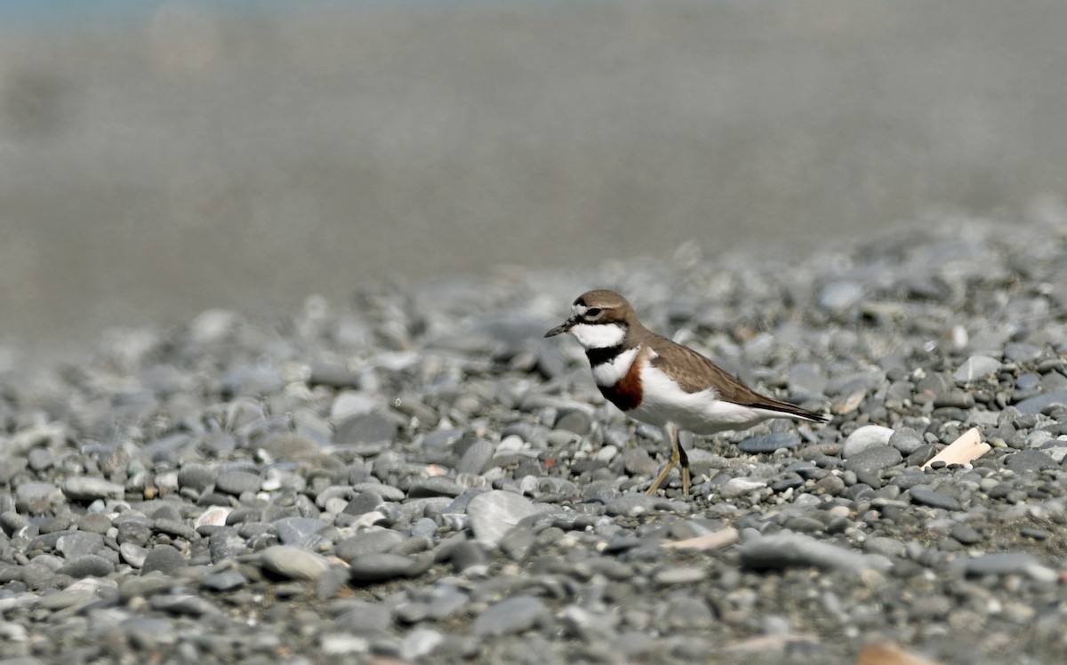 nyzealandbeltelo - ML644422398