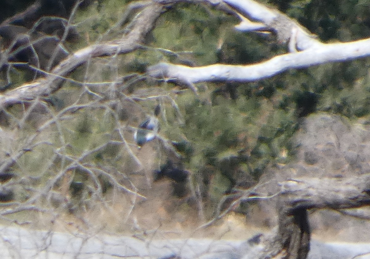 White-winged Triller - ML644422411