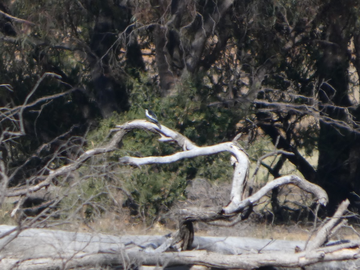 White-winged Triller - ML644422412