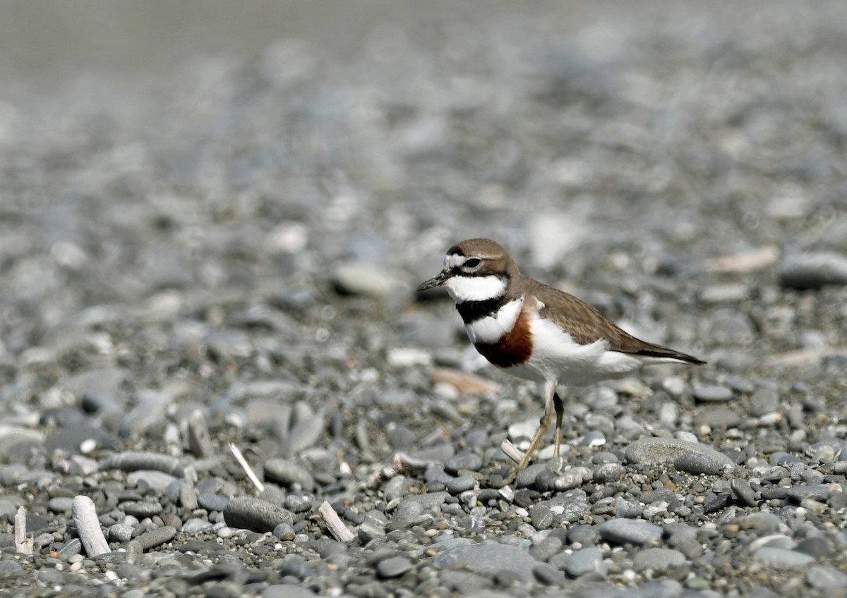 nyzealandbeltelo - ML644422414