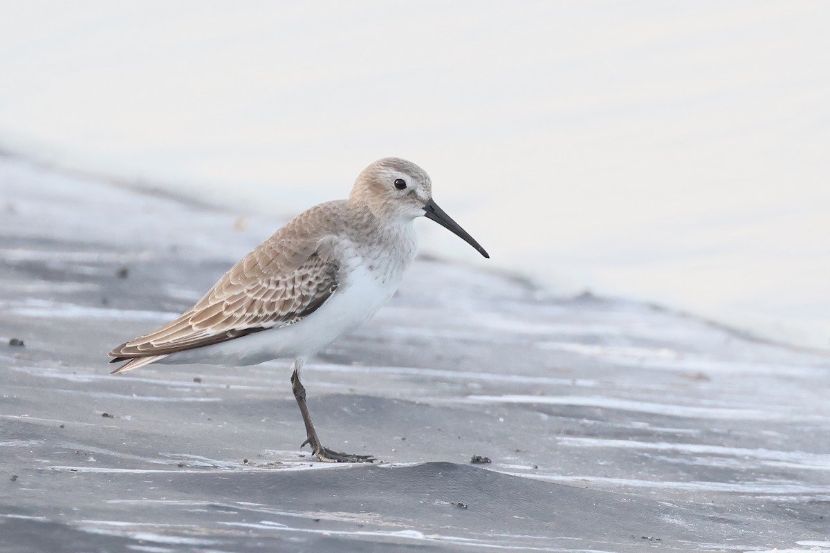 Dunlin - ML644422416