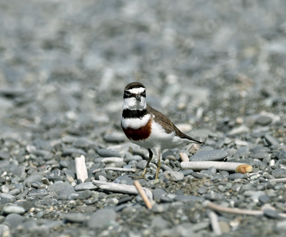 nyzealandbeltelo - ML644422418