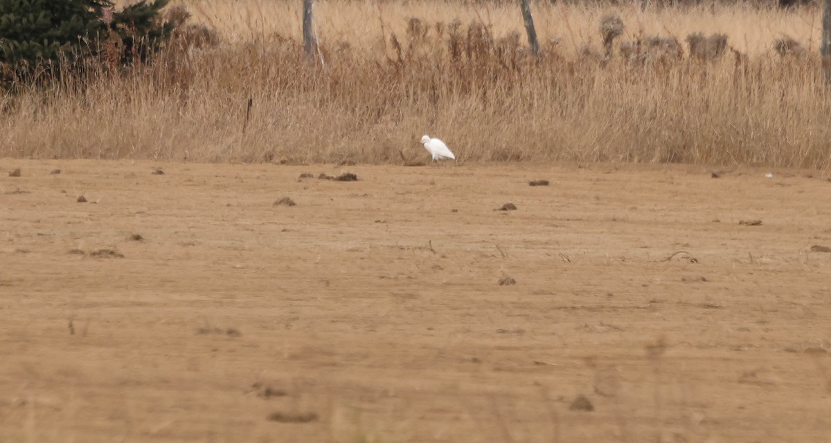 Western Cattle-Egret - ML644422431