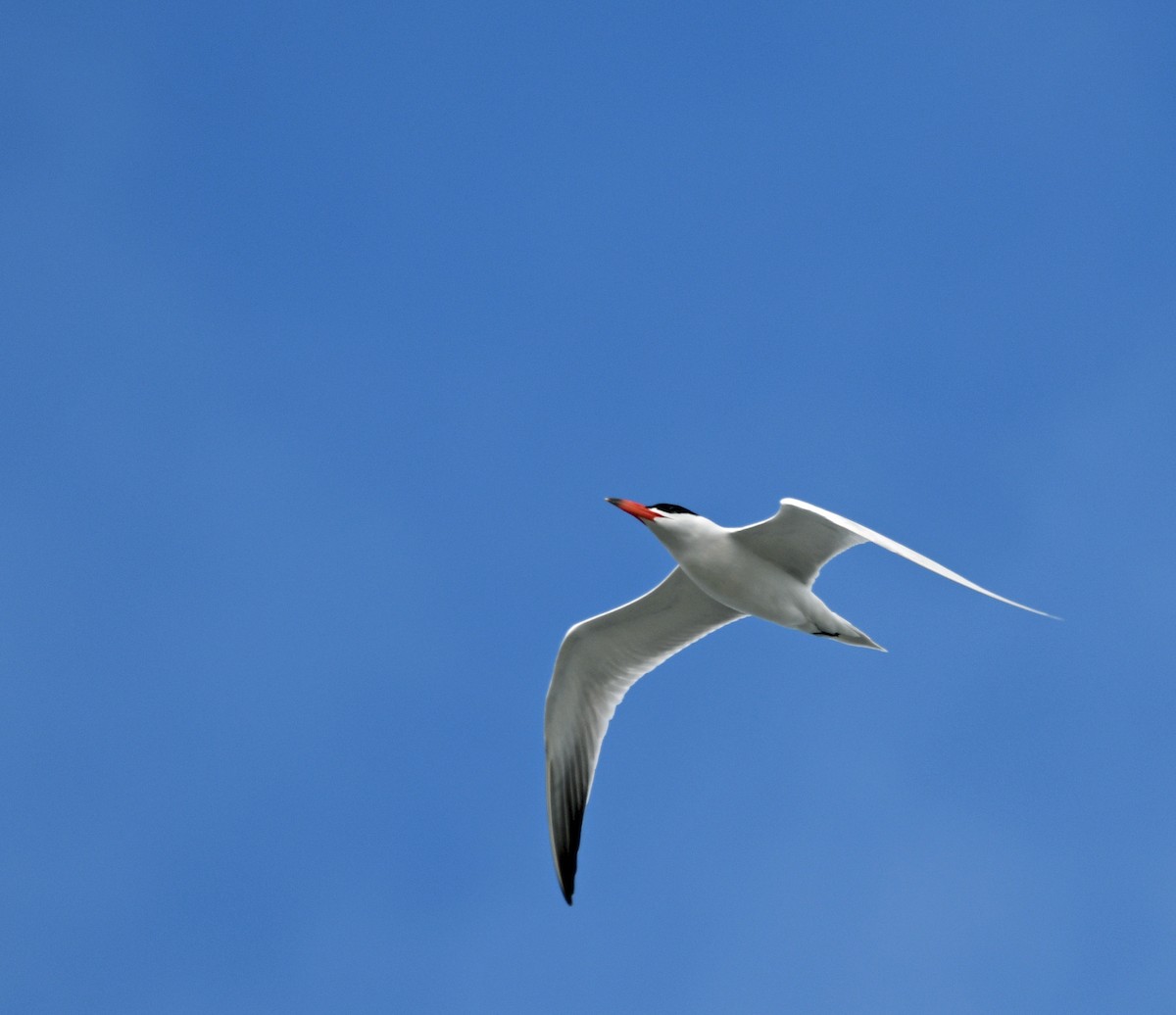 Caspian Tern - ML644422457