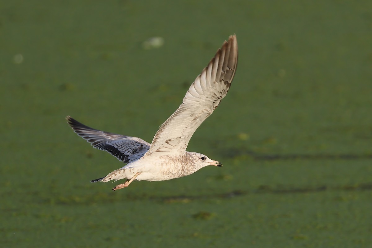Ring-billed Gull - ML644422459