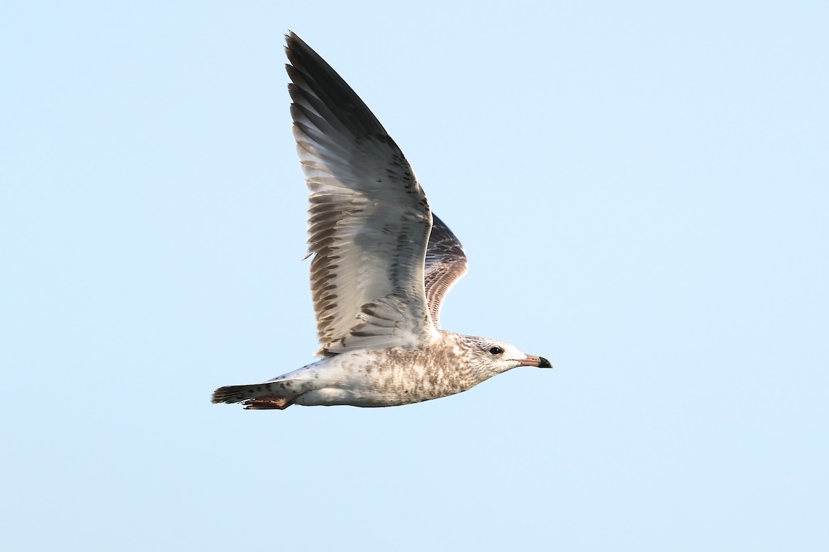 Ring-billed Gull - ML644422466