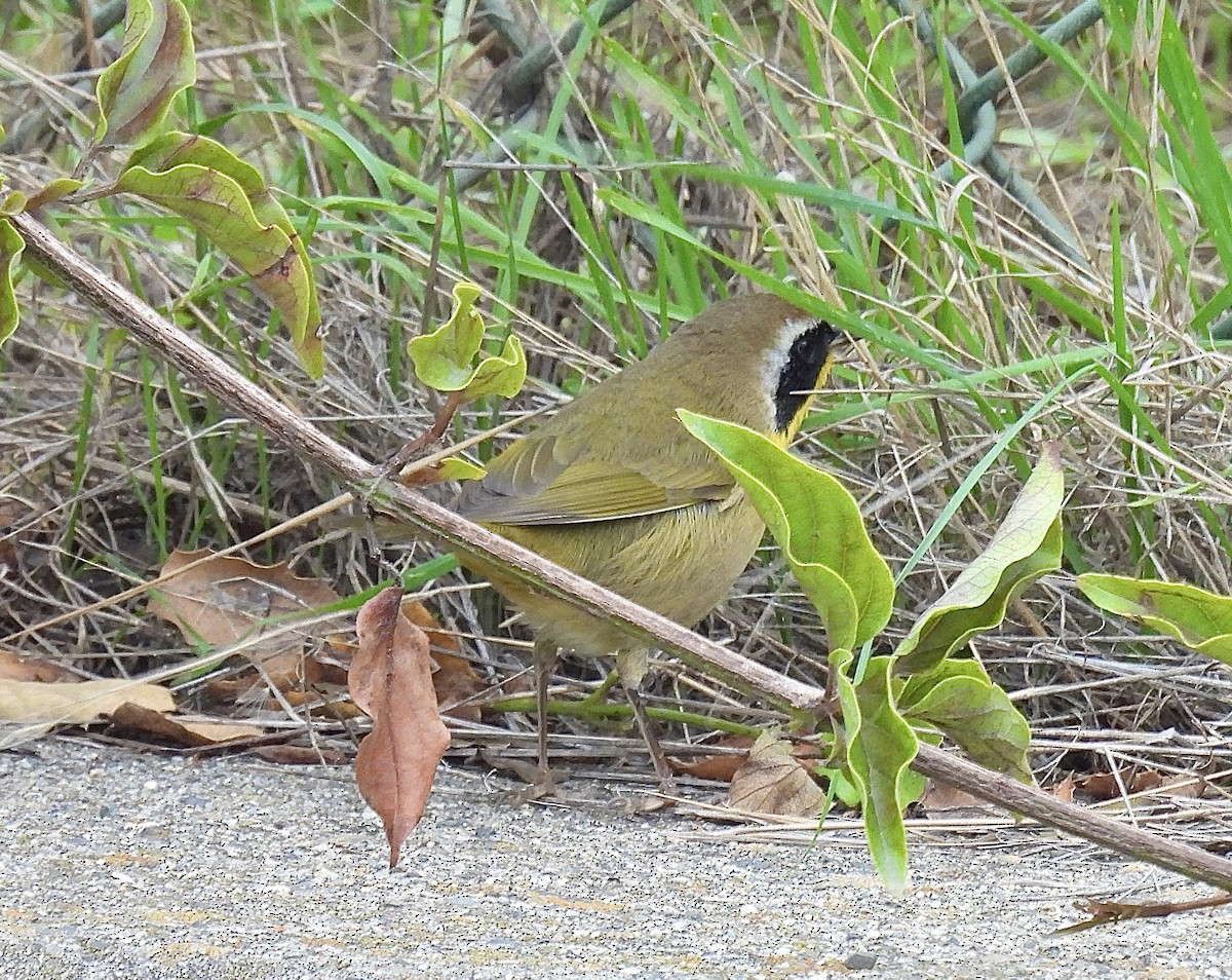 Common Yellowthroat - ML644422474
