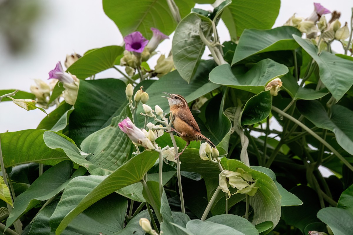 チャバラマユミソサザイ - ML644422480