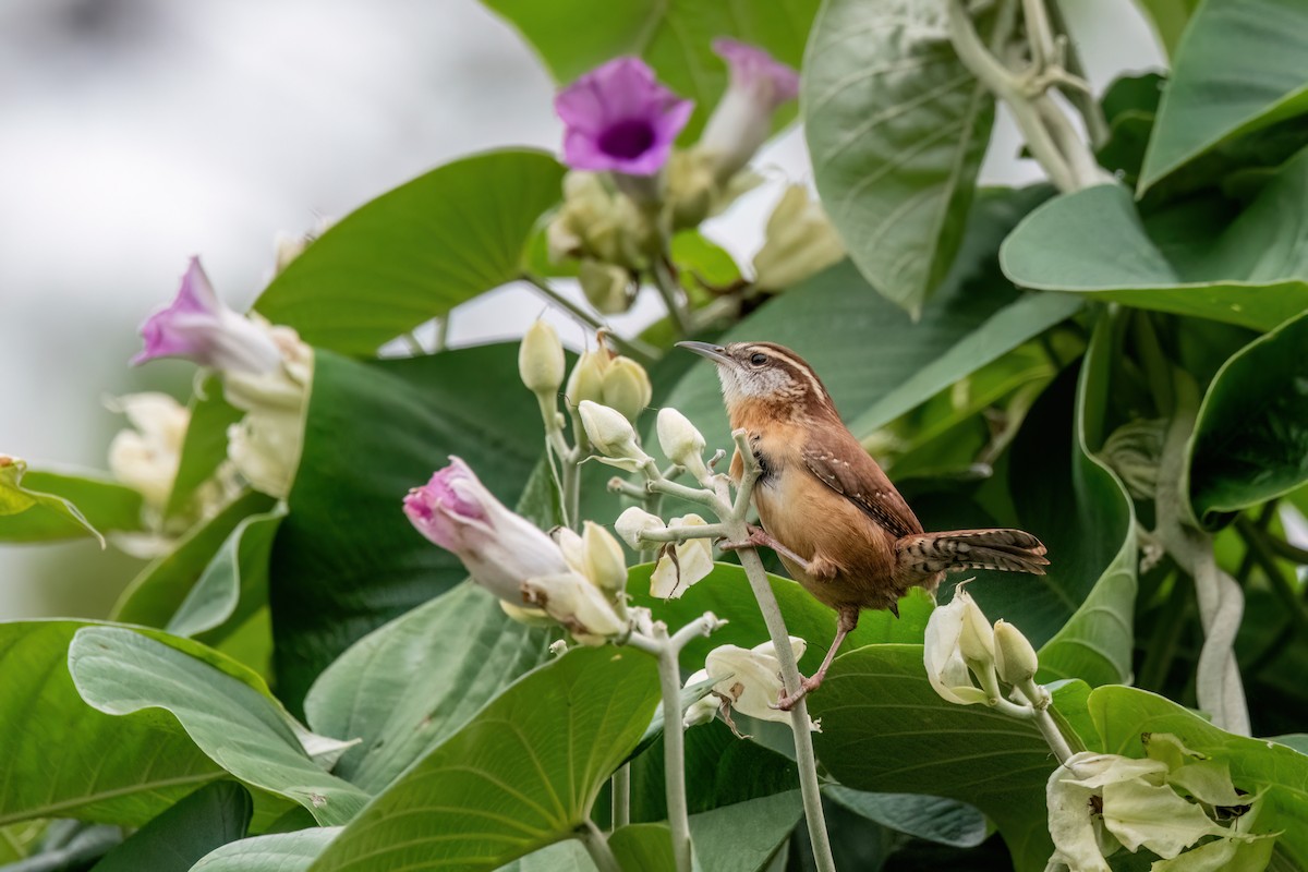 チャバラマユミソサザイ - ML644422486