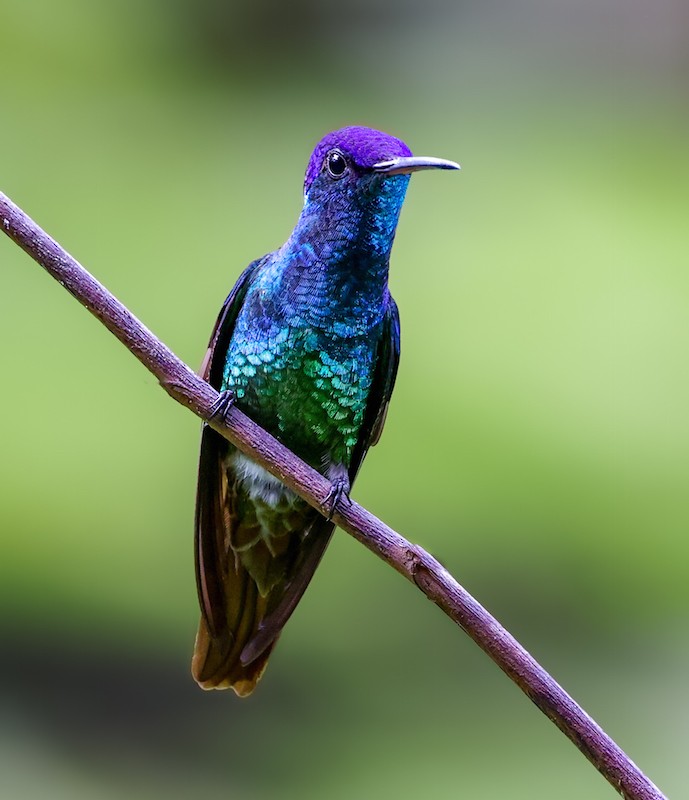 Golden-tailed Sapphire - ML644422492