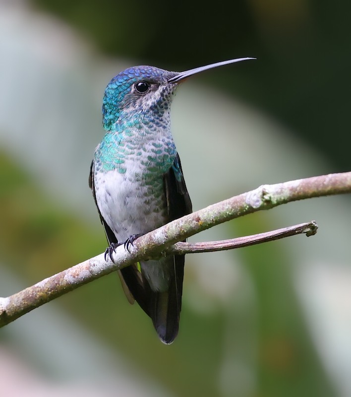 Golden-tailed Sapphire - ML644422493