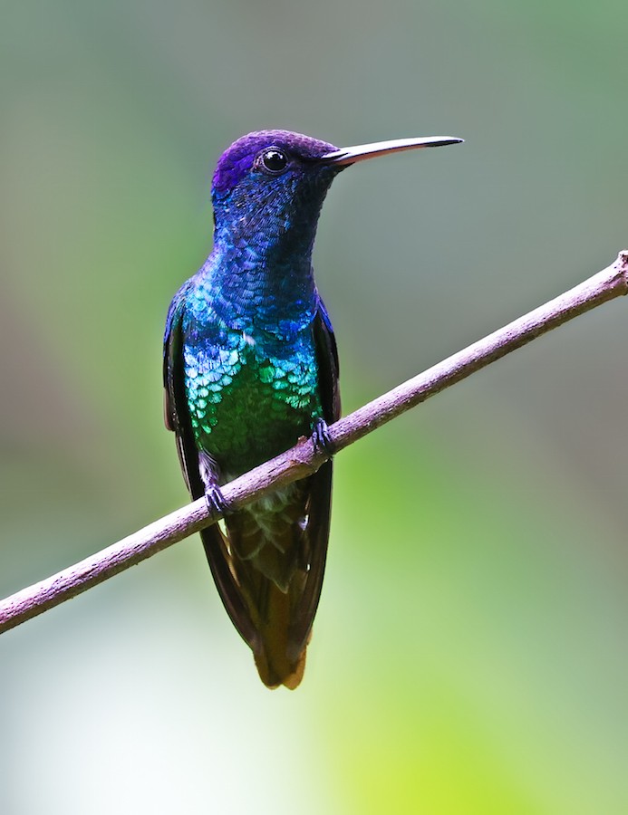 Golden-tailed Sapphire - ML644422494