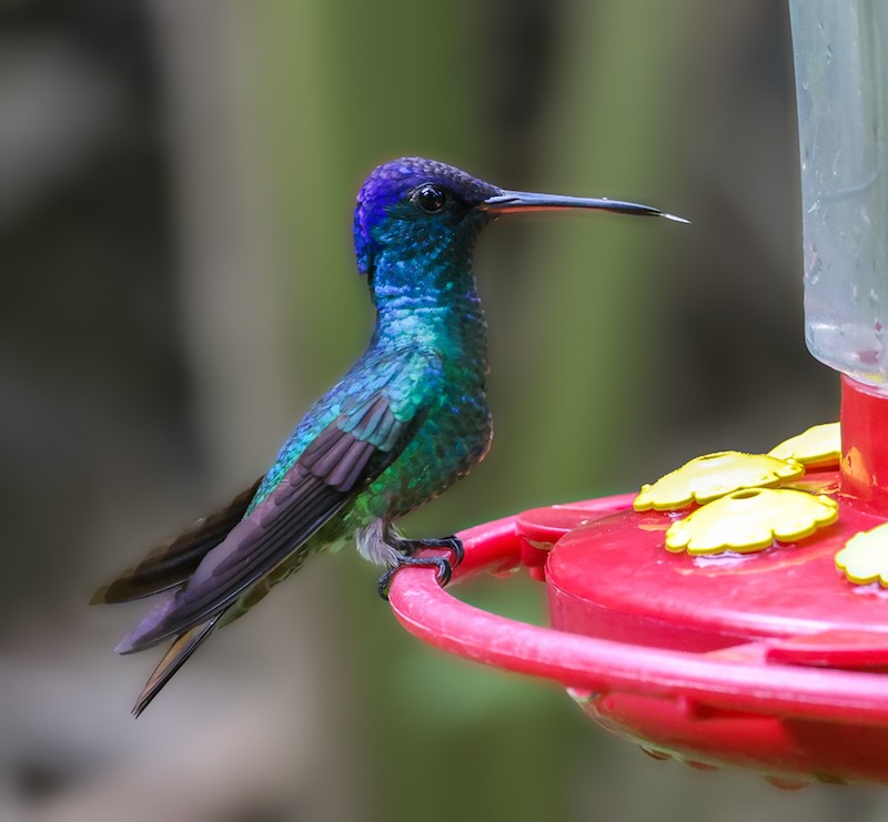 Golden-tailed Sapphire - ML644422495