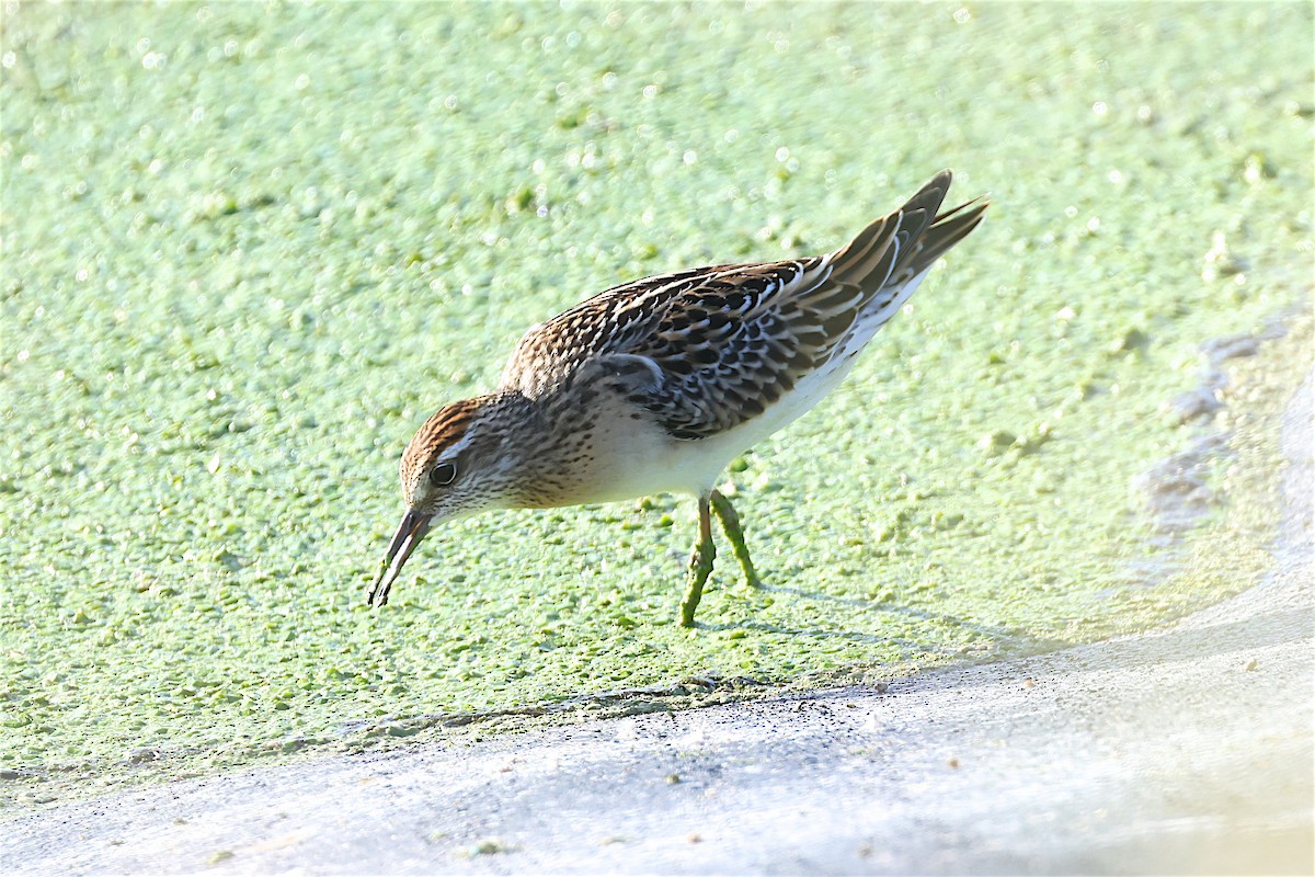Sharp-tailed Sandpiper - ML644422498