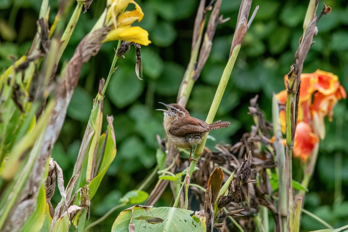 チャバラマユミソサザイ - ML644422500