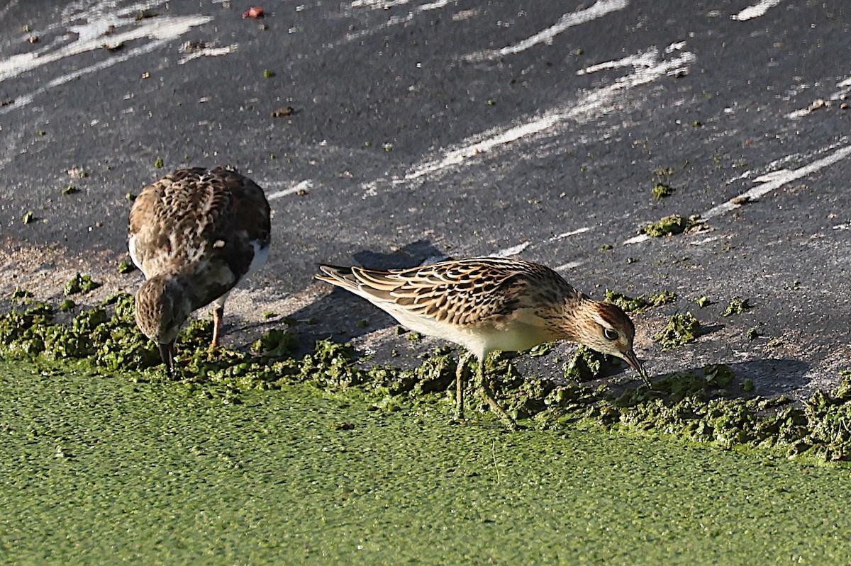 Sharp-tailed Sandpiper - ML644422502