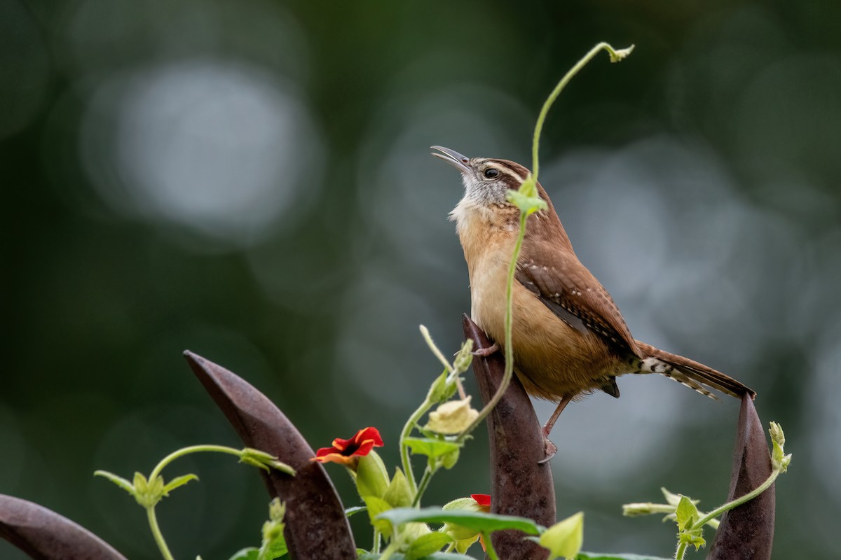 チャバラマユミソサザイ - ML644422506