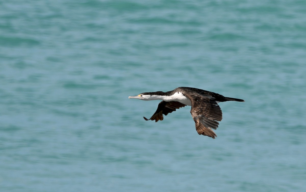 Pied Cormorant - ML644422511