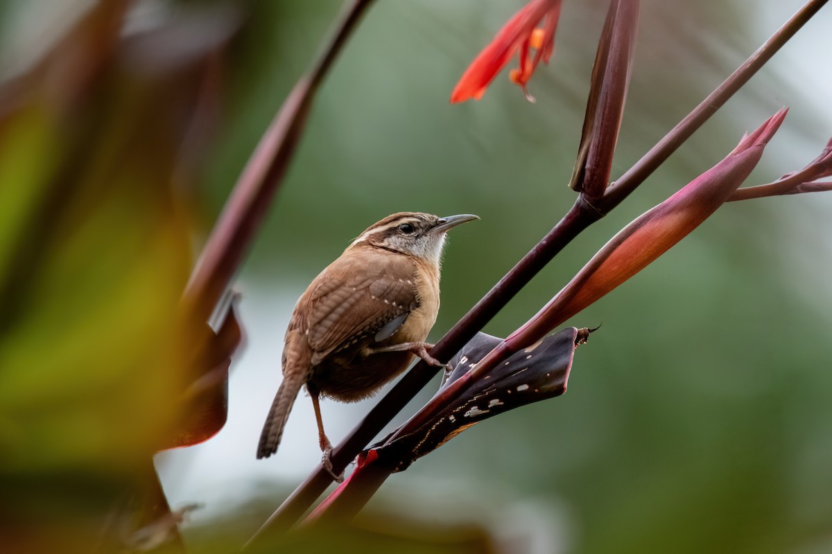 チャバラマユミソサザイ - ML644422514