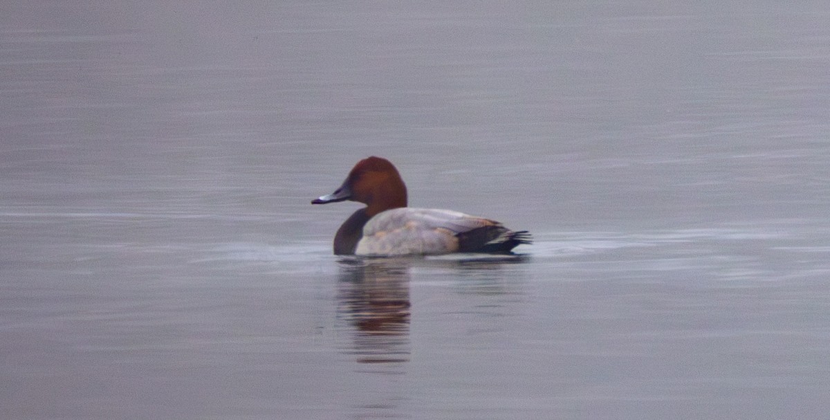Common Pochard - ML644422517