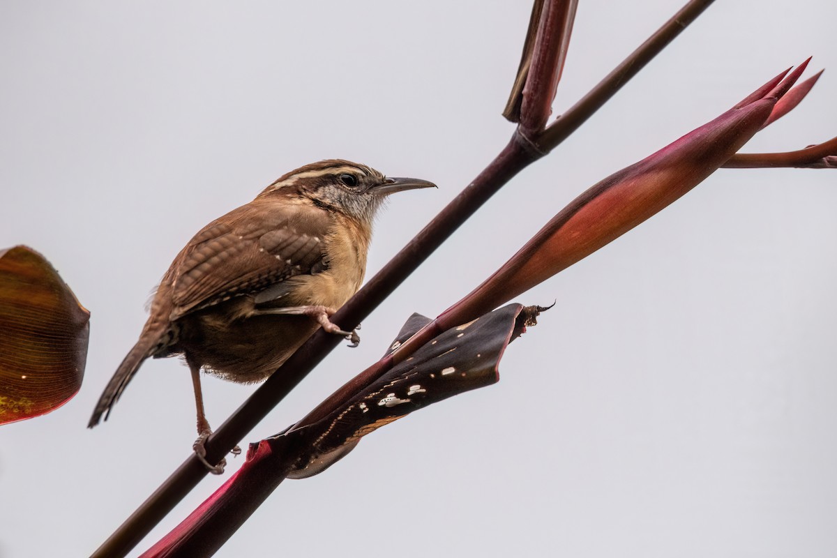 チャバラマユミソサザイ - ML644422519