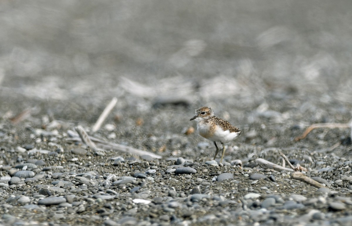 nyzealandbeltelo - ML644422520