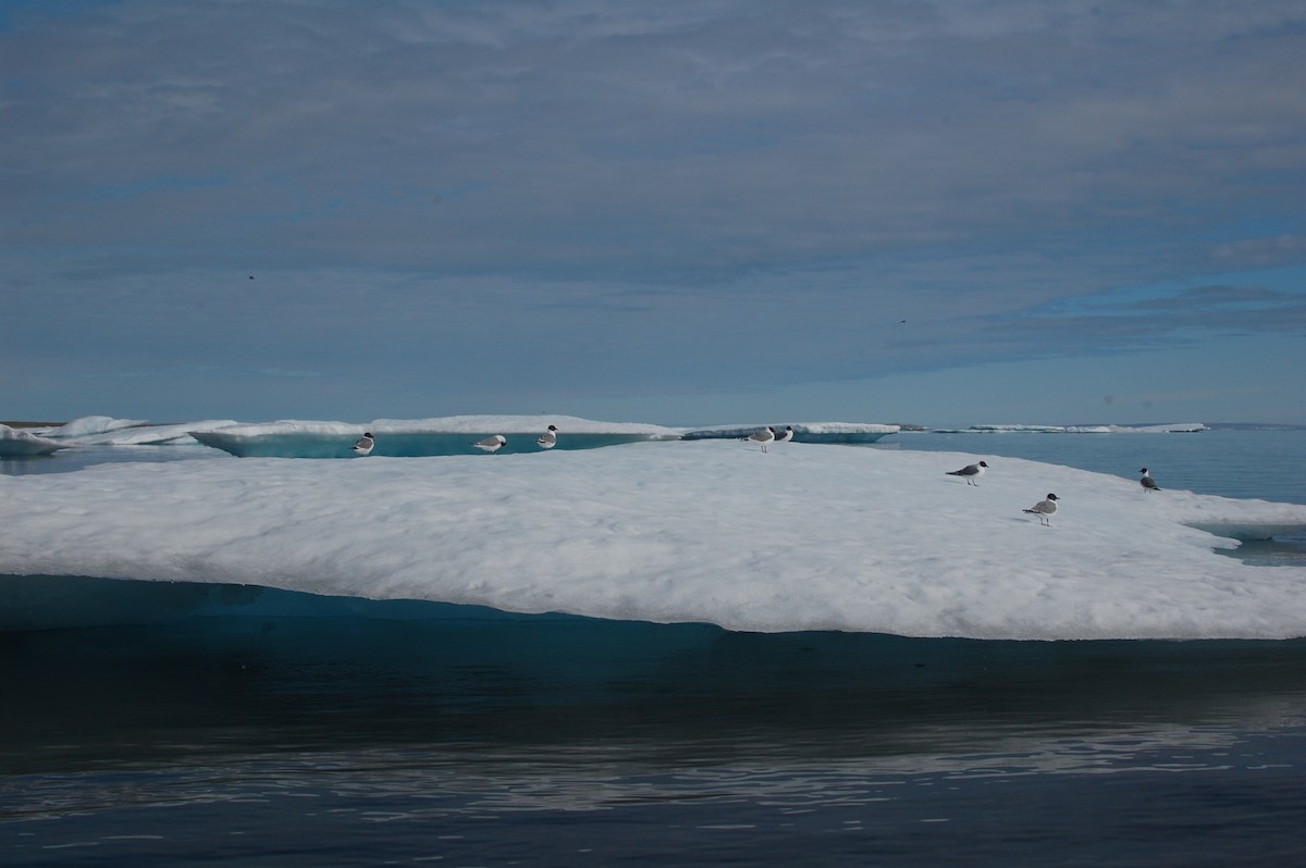 Schwalbenmöwe - ML644422521