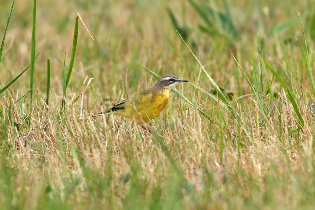 gulerle - ML644422523