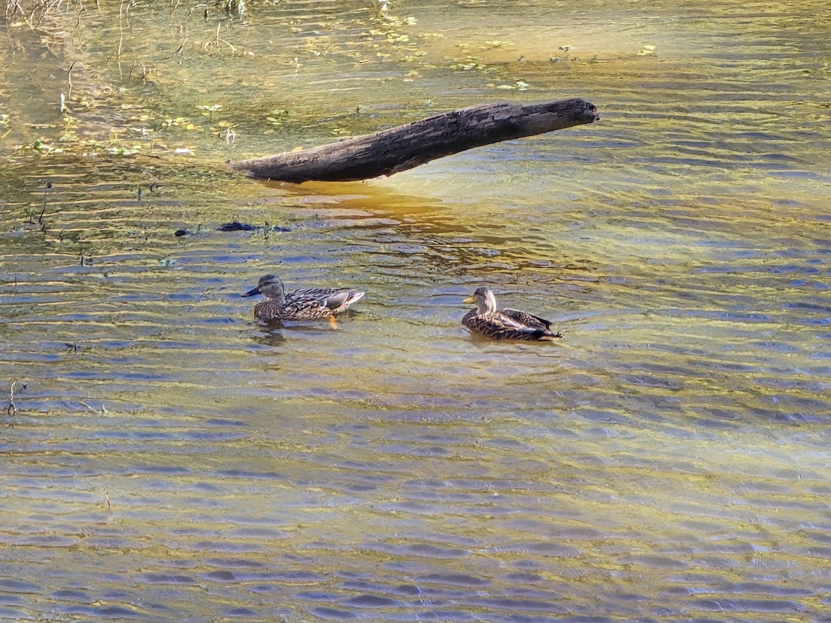 Крижень звичайний - ML644422528