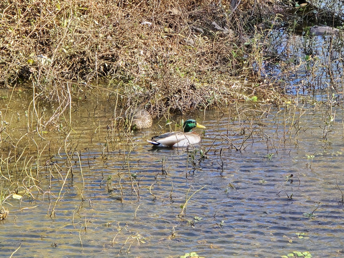 Крижень звичайний - ML644422529