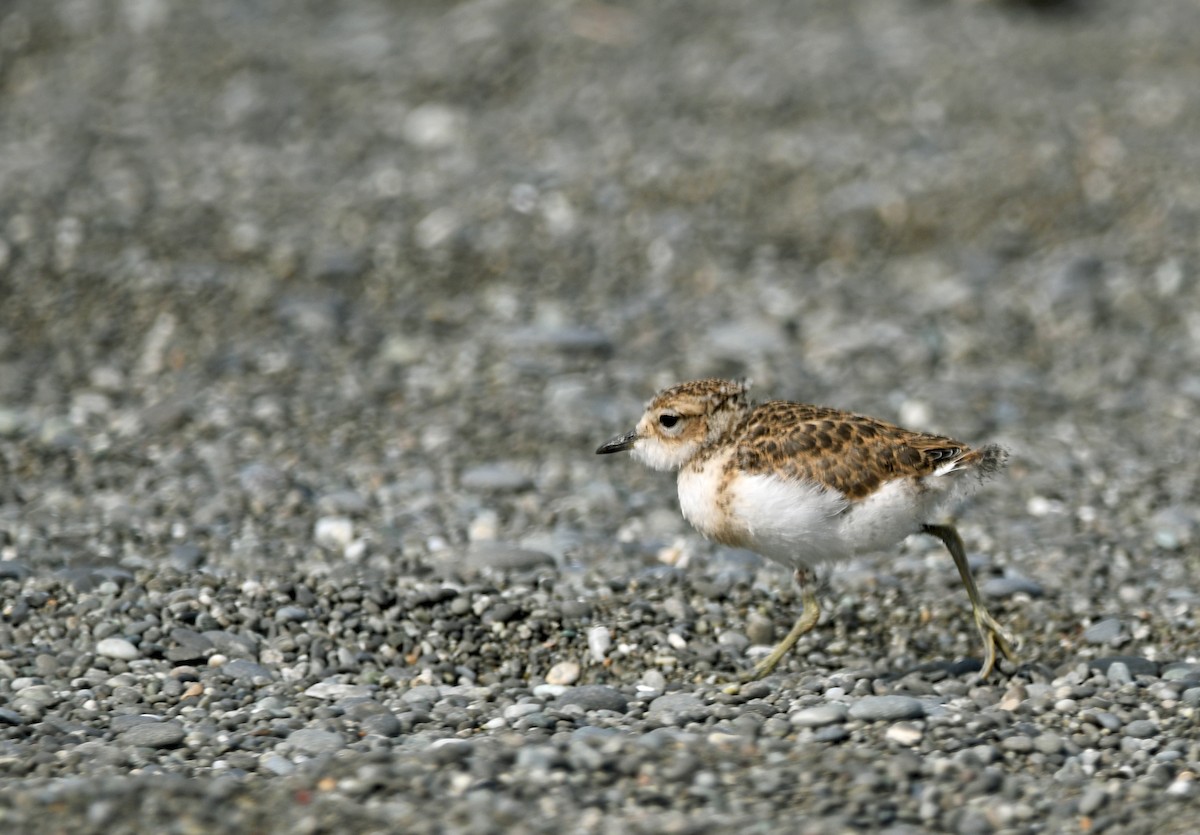 nyzealandbeltelo - ML644422530