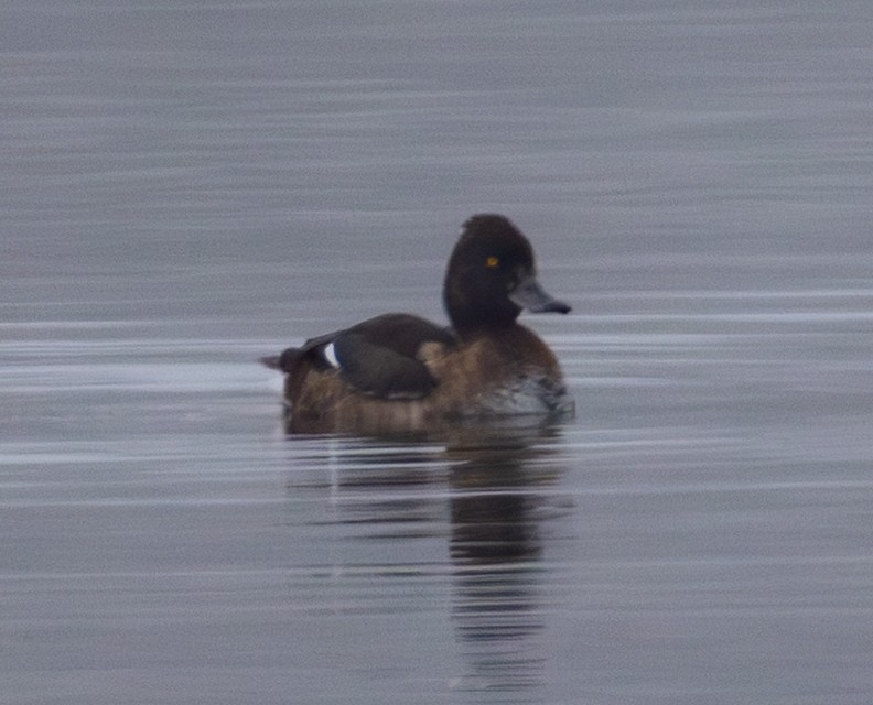Tufted Duck - ML644422531