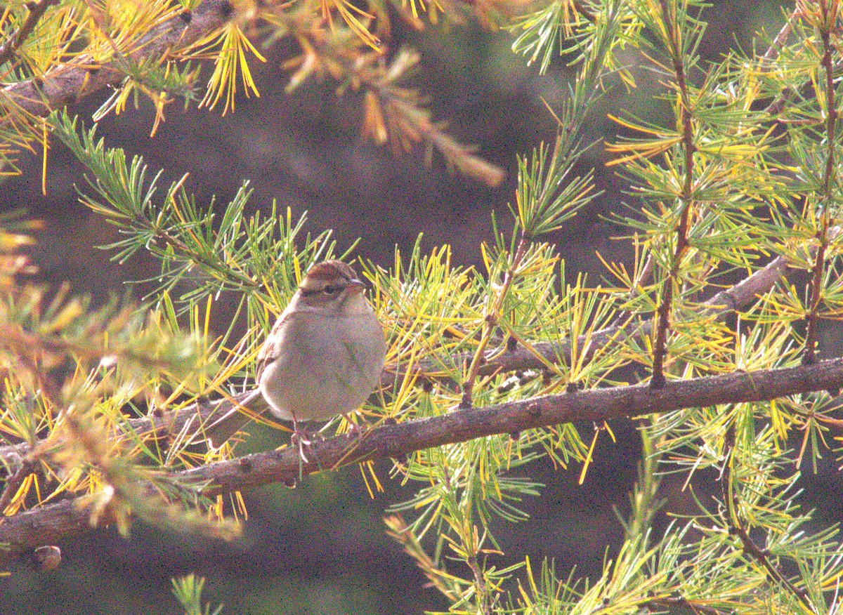 Chipping Sparrow - ML644422533