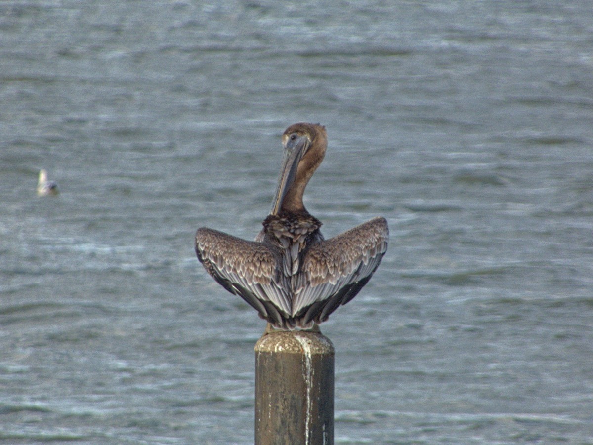 Brown Pelican - ML644422540