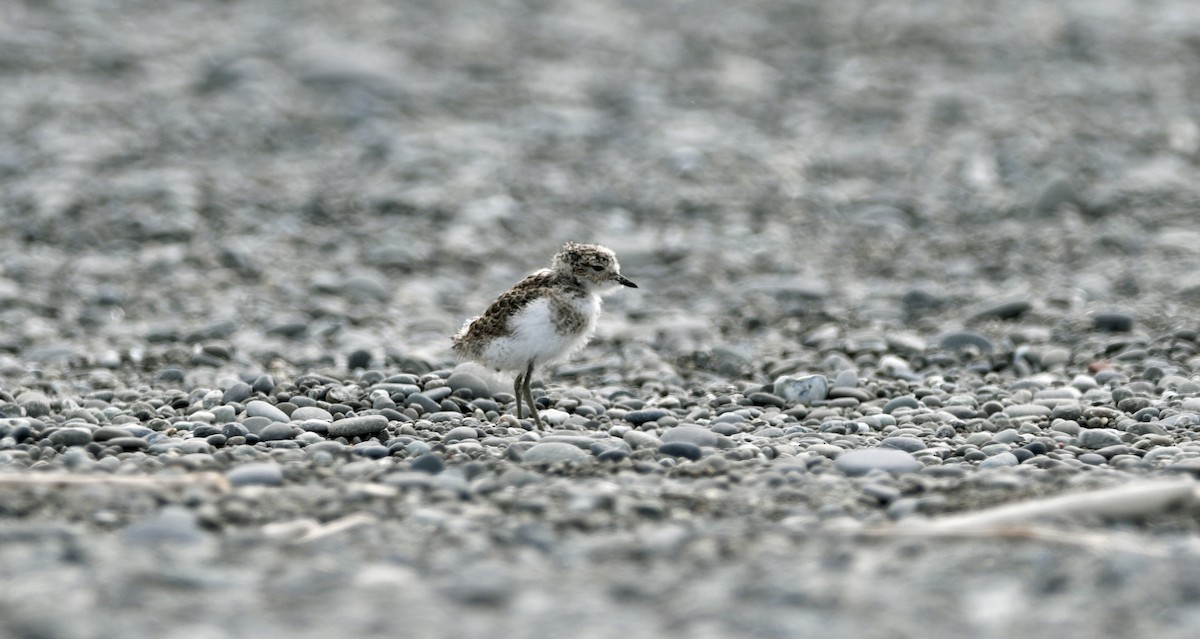 nyzealandbeltelo - ML644422542