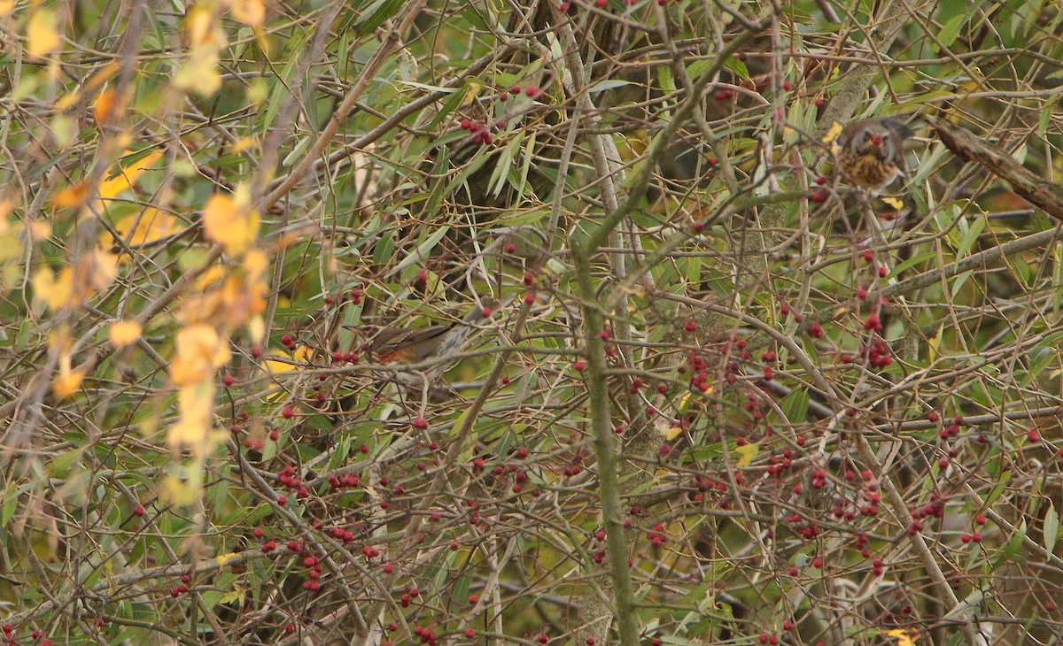 Grive mauvis - ML644422545