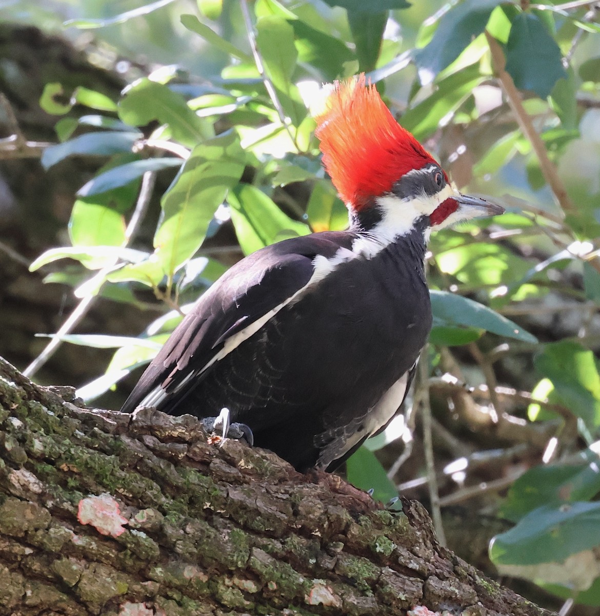 Жовна північна - ML644422546
