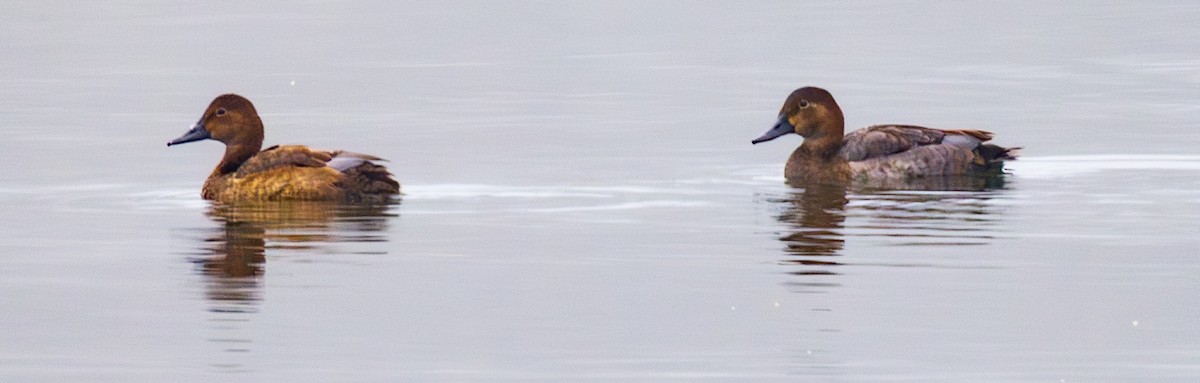 Common Pochard - ML644422551