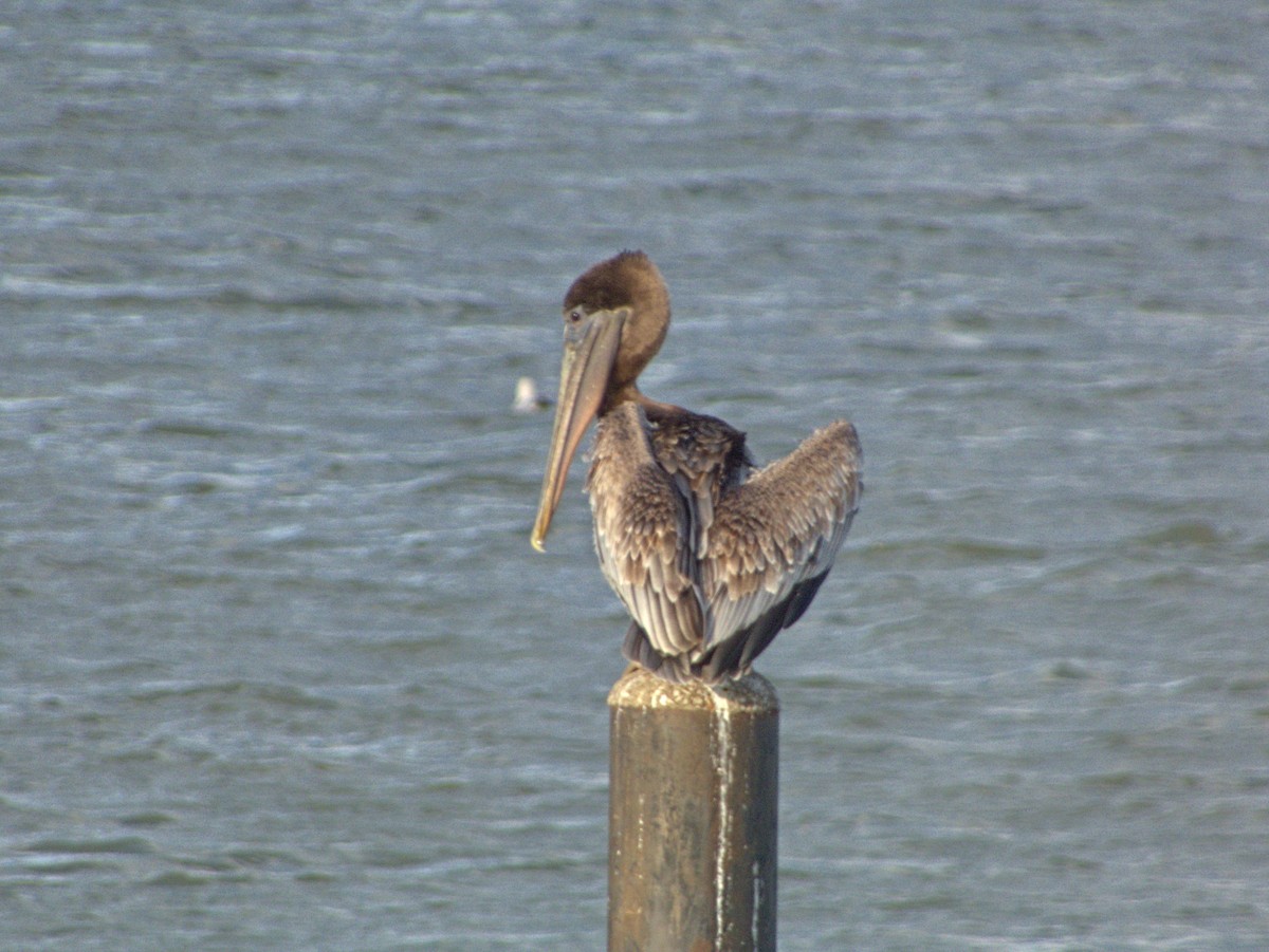 Brown Pelican - ML644422563