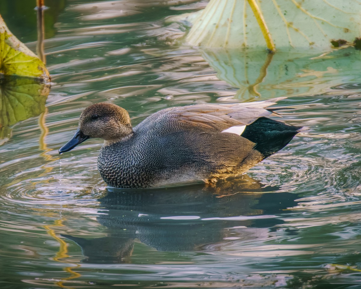 Бор нугас - ML644422568