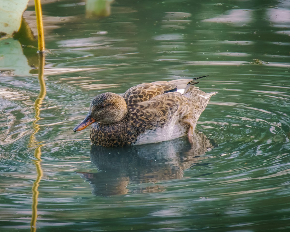 Бор нугас - ML644422570