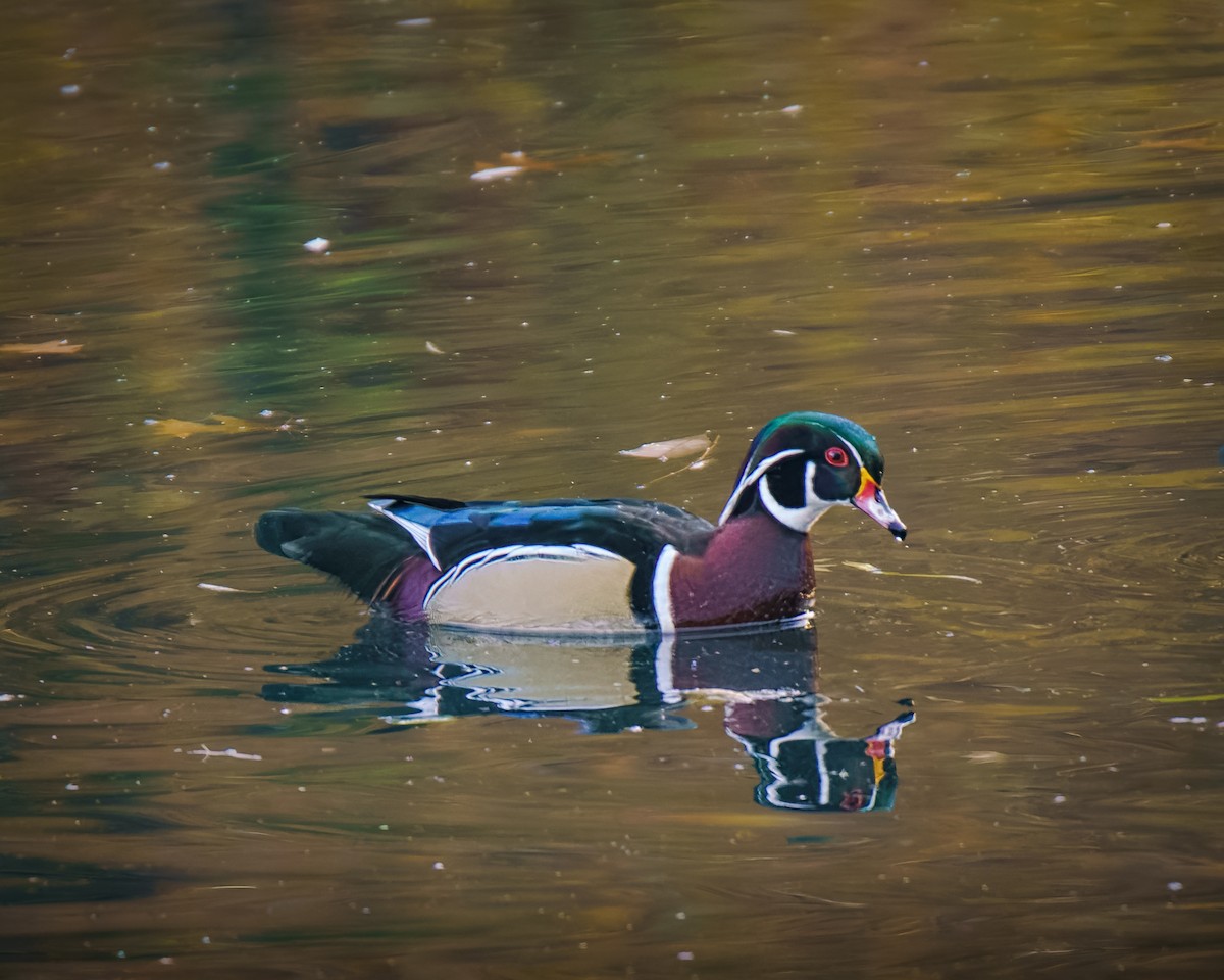 Wood Duck - ML644422572
