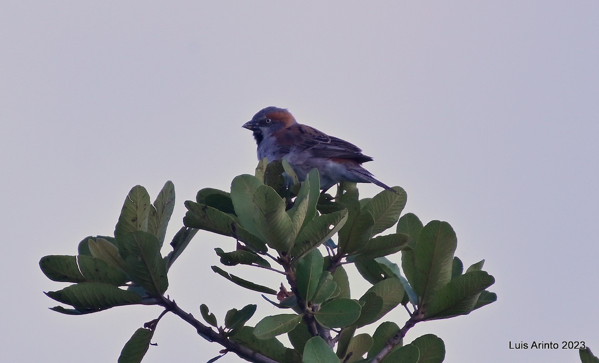 Moineau roux - ML644422575